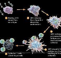 Dendreon consultant to be around $20 000 per infusion  Sipuleucel Mechanism of Action