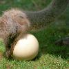 ?????????? 200 ????????????????????????  When it is born  a kangaroo is only 1 inch long