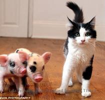 They don t make much noise  they are easy to toilet train and once they have bonded with you they are very loving  Pet with a difference  The micro pigs  pictured with an average sized cat  are much smaller than a standard farm pig and weigh 9oz when they are born