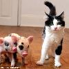 They don t make much noise  they are easy to toilet train and once they have bonded with you they are very loving  Pet with a difference  The micro pigs  pictured with an average sized cat  are much smaller than a standard farm pig and weigh 9oz when they are born