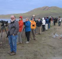 me  Despite a thorough scan of the many oaks  fence posts and power lines  we were not able to locate a Bald Eagle  Photo  Matthew Dodder