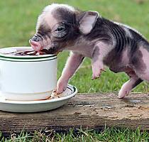 The tea cup pigs are really just that size  At birth  a teacup pig is about the size of a chipmunk