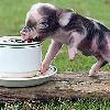 The tea cup pigs are really just that size  At birth  a teacup pig is about the size of a chipmunk