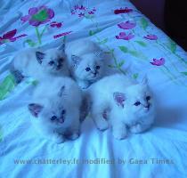 Une port�e de rampur avec quatre chatons