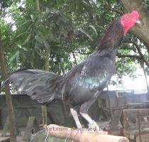 eyes and short  strong beak  Rampur   Rampuri   Solid black aseel strain created by the ruler of Rampur  also called Siyah  Rampurs are called  cobra killer   after a hen killed a snake