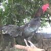 eyes and short  strong beak  Rampur   Rampuri   Solid black aseel strain created by the ruler of Rampur  also called Siyah  Rampurs are called  cobra killer   after a hen killed a snake