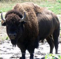The bison inhabited the Great Plains of the United States and Canada in massive herds  ranging from the Great Slave Lake in Canada s far north to Mexico in the