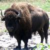The bison inhabited the Great Plains of the United States and Canada in massive herds  ranging from the Great Slave Lake in Canada s far north to Mexico in the