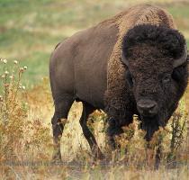 arguing that the Yellowstone herd should be protected as a distinct population segment under the Endangered Species Act  Also see the Battle at Kruger