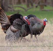 management areas of public land in Eastern Tennessee still hold some pure eastern turkeys but the hunting pressure makes it even harder to harvest a very difficult and even more shy turkey  The Eastern turkey is somewhat smaller in body weight  rarely reaches 20lbs   than the eastern mixed with the  feral  turkeys that commonly exceed 20lbs  in body weight  The serene and