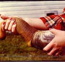 Geoduck Panopea abrupta   is a species of large saltwater clam  a marine bivalve mollusk  The shell of this clam is large  about 15 to over 20 cm in length  about 7 to 9 inches   but the