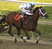 Undefeated Big Brown Winning 133th Preakness Stakes