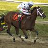 Undefeated Big Brown Winning 133th Preakness Stakes