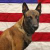 About 1 45 a m  Wednesday  Master Patrol Officer Ronald Jenkins and his dog  Dio  were looking for suspects in a possible copper theft in an abandoned building at 23rd and Jefferson  Kansas