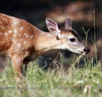 o reas y llamas sudamericanas  as� como ant�lopes Nilgai  sas�n y venado chitales originarios del Asia  La mayor�a de estas especies se han reproducido con mucho �xito en la reserva  Auto Safari Chap�n Auto safari Chap�n  se encuentra en Km 87 � Carretera a Taxisco  Escuintla   CA 2   estr�tegicamente ubicado a 20 minutos de Escuintla y a 20 minutos de Taxisco