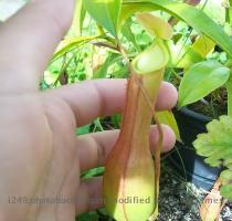 Nepenthes alata http   i249 photobucket com albums gg204 pedroernestofelix2008 Imagem010 jpg http   i249 photobucket com albums gg204 pedroernestofelix2008 Imagem009 jpg