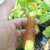 Nepenthes alata http   i249 photobucket com albums gg204 pedroernestofelix2008 Imagem010 jpg http   i249 photobucket com albums gg204 pedroernestofelix2008 Imagem009 jpg