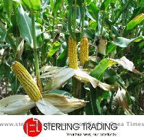 CORN  2   Origin Brazil SKU  2 cob