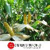 CORN  2   Origin Brazil SKU  2 cob