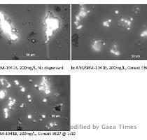 Figure 7  Photomicrographs of sinking OSAs formed with Alaska North Slope oil and SRM 1941B sediment at 200 mg L without chemical dispersant  a   with Corexit 9500 at 1 10 ratio  b  and