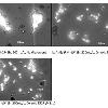 Figure 7  Photomicrographs of sinking OSAs formed with Alaska North Slope oil and SRM 1941B sediment at 200 mg L without chemical dispersant  a   with Corexit 9500 at 1 10 ratio  b  and