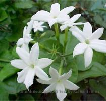 JASMINE  Jasminum sambac   Jasmine flowers have been used to flavor tea for centuries  It is most common to consume jasmine flavored tea with meals or right after meals  as the