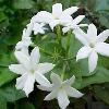 JASMINE  Jasminum sambac   Jasmine flowers have been used to flavor tea for centuries  It is most common to consume jasmine flavored tea with meals or right after meals  as the