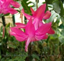 Coonoor forest cactus