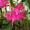 Coonoor forest cactus