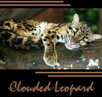 Why work toward the Clouded Leopard Pattern  My Dreams