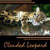 Why work toward the Clouded Leopard Pattern  My Dreams