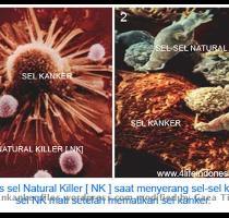 mencari dan menghancurkan sel berbahaya melalui kontak langsung  Ketika penyerbu  virus  bakteria  dan lain lain  memasuki tubuh  sel NK lah yang berada di garis paling depan sistem imun  Keampuhan TF telah diuji melalui riset selam 50 tahun yang dilakukan oleh ilmuwan dari 60 negara  Kini lebih dari 3 000 laporan uji klinis telah dihasilkan untuk membuktikan keunggulan TF