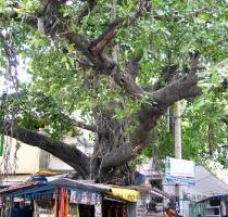 has heard the singing of Appar  Sundarar  and Jnana Sambandar  No wonder the temple is known as Dakshina Kailasha   Signing off this post with a picture of one of the old trees in the temple  Nama Sivaya