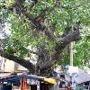 has heard the singing of Appar  Sundarar  and Jnana Sambandar  No wonder the temple is known as Dakshina Kailasha   Signing off this post with a picture of one of the old trees in the temple  Nama Sivaya