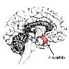 It doesn t take a genius to know that being tired makes us cranky  grumpy  and emotional  Not the person your spouse or co worker wants to deal with today  Blame your foul mood on a lack of