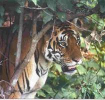 Kanha National Park Located in the heartland of India  this is one of the best sanctuaries to see tiger  The Park spreads over 1 945 sq km of dense forest  interspersed with extensive meadows  trees and clumps