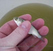 July 22nd  2008 by braddock When I was a kid all I ever fished with was live bait  On the way to the fishing hole Dad would take us by the bait shop to pick up whatever our target fish was fond of  We would fill our