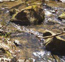 next Fresh ice cold water year around  This is the little creek down behind our house taken on one of my walks