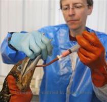 Dr  Erica Miller  with Tri State Bird Rescue and Research  works to give a dose of Pepto Bismol to a Northern Gannet bird  normally white when full grown  which is covered in oil from a massive spill in the Gulf of Mexico  at a facility in Fort Jackson  La   Friday  April 30  2010  AP Photo Alex Brandon  Dr  Erica Miller  with Tri State Bird Rescue and Research  works to give a dose of Pepto Bismol to a Northern Gannet bird  normally white when full grown  which is covered in oil from a massive spill in the Gulf of Mexico  at a facility in Fort Jackson  La   Friday  April 30  2010  AP Photo Alex Brandon