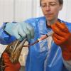 Dr  Erica Miller  with Tri State Bird Rescue and Research  works to give a dose of Pepto Bismol to a Northern Gannet bird  normally white when full grown  which is covered in oil from a massive spill in the Gulf of Mexico  at a facility in Fort Jackson  La   Friday  April 30  2010  AP Photo Alex Brandon  Dr  Erica Miller  with Tri State Bird Rescue and Research  works to give a dose of Pepto Bismol to a Northern Gannet bird  normally white when full grown  which is covered in oil from a massive spill in the Gulf of Mexico  at a facility in Fort Jackson  La   Friday  April 30  2010  AP Photo Alex Brandon