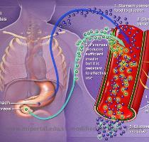 disminuye la esclerosis m�ltiple El equipo descubri� que la mol�cula PPAR gamma hace las funciones de  guardi�n molecular  en enfermedades de auto inmunodeficiencia EFE   7 9 2009