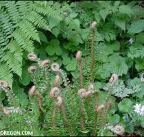 A sword fern sends new fronds skyward  Small wildflowers peek through the foliage  Month of May photo