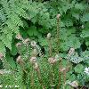 A sword fern sends new fronds skyward  Small wildflowers peek through the foliage  Month of May photo