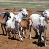 preparing to go to work  using the traditional pole with which they tap the cows a herd of mares and foals running into the arena