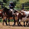 a herd of mares and foals running into the arena bringing the steers in to the arena for the  reenactment  part of the show