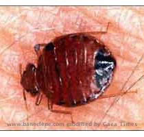 Get Rid of Bed Bugs  Bed bugs are small  brownish  flattened insects that feed solely on the blood of animals  The common bed bug  Cimex lectularius  is the species most adapted to living with humans  It has