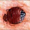 Get Rid of Bed Bugs  Bed bugs are small  brownish  flattened insects that feed solely on the blood of animals  The common bed bug  Cimex lectularius  is the species most adapted to living with humans  It has