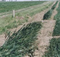 Barreras E�licas