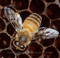 060115 pet dentists jpg 15 Jan 2006 12 32 34k 061103 stranded hors  > 02 Nov 2006 20 17 34k 060130 killer bees jpg 29 Jan 2006 17 55 34k 060104 death row jpg 03 Jan 2006 19 49 34k