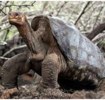 of extinction  We have rounded up a list of 10 of the rarest animals in the wild  These animals are so rare  they might disappear forever  and they re not alone The Pinta Island tortoise Without argument  this turtle is one of the few species of Giant Galapagos tortoises and the rarest animal in the world since there is only one left alive  Lonesome George is the sole